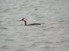 Red-necked Grebe at Paglesham Lagoon (Steve Arlow) (42259 bytes) Red-necked Grebe at Paglesham Lagoon (Steve Arlow) (42259 bytes)